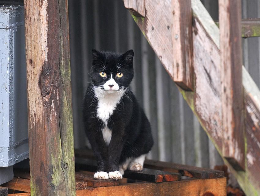 Branford trailer park residents complain about cats; advocates worry ...