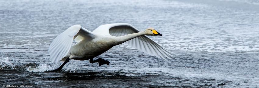 whooper swans mate for life