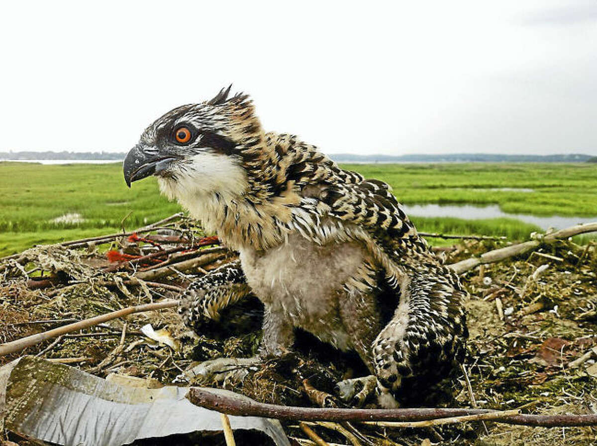 menunkatuck audubon osprey cam