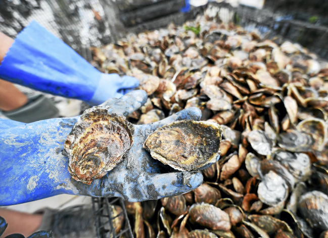 “One of the most frustrating things that I dealt with in the 12 years I’ve been with the city,” a Milford official said of the oyster bed closure.