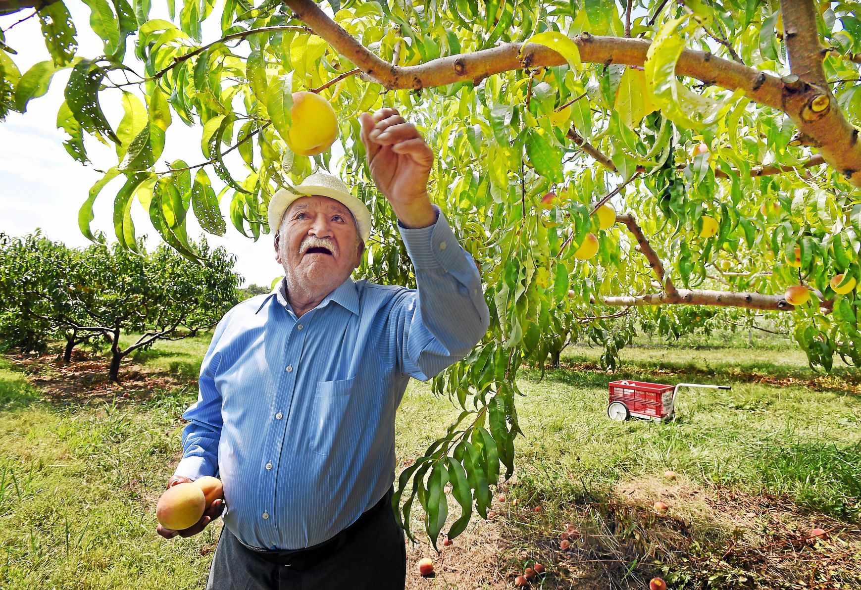 Best local food market, pies, local cider, fresh produce Orchard Farm Market, Guilford
