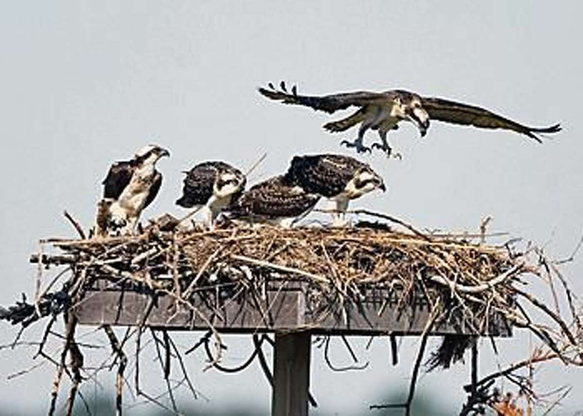 menunkatuck osprey cam