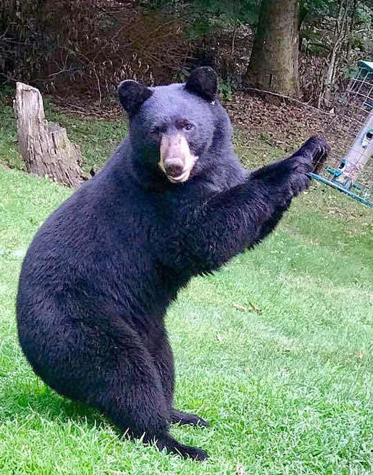 Black Bears in CT with wildlife biologist Jason Hawley