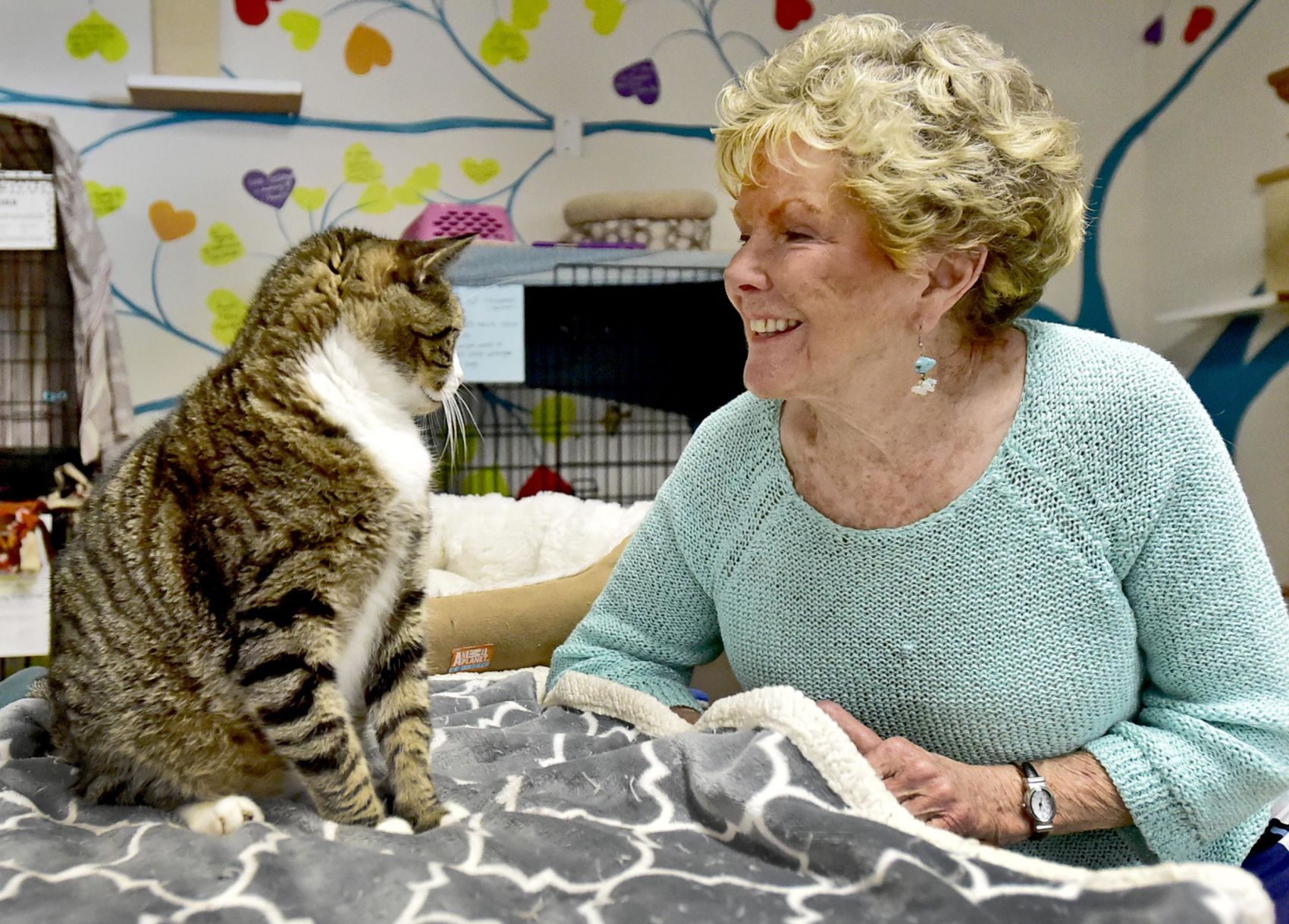 all pets club north branford