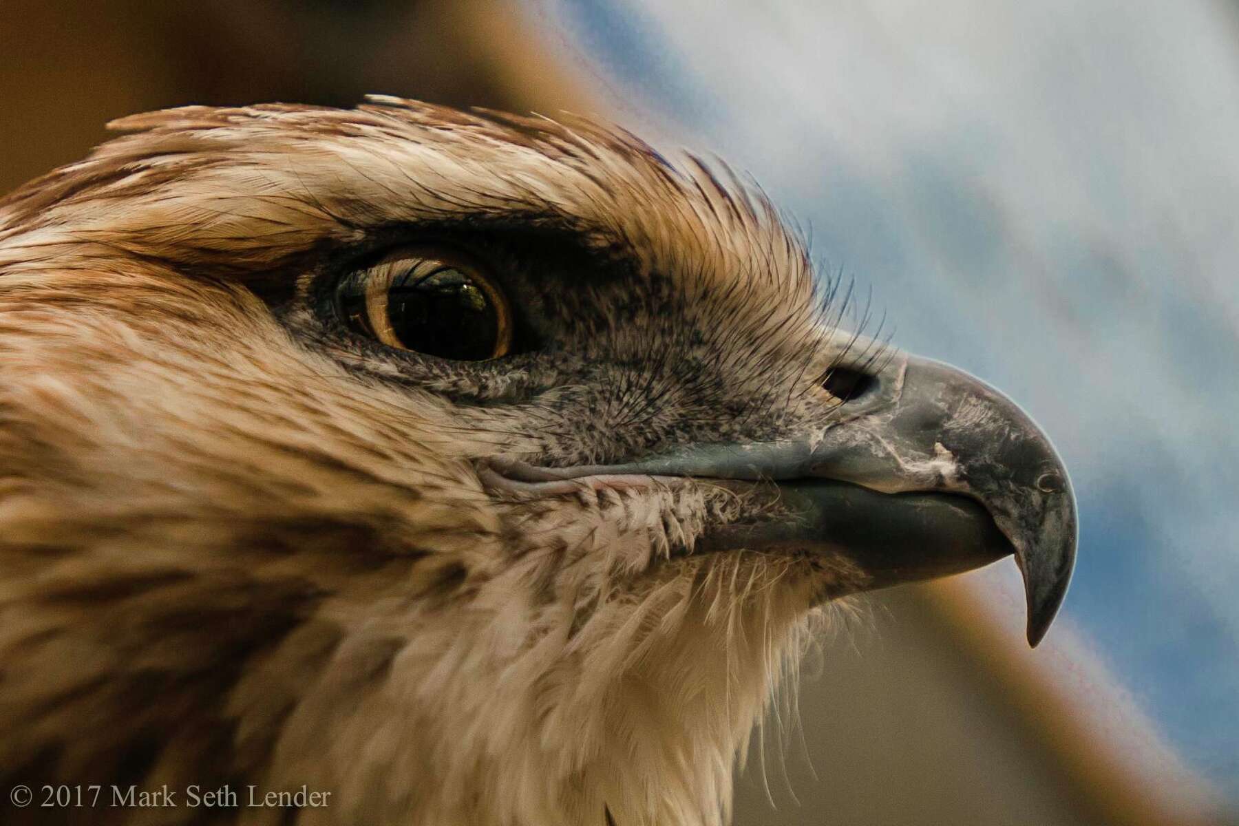 red tailed hawk face