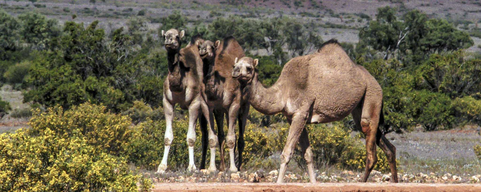 Shooting stars and wild camels of Australia