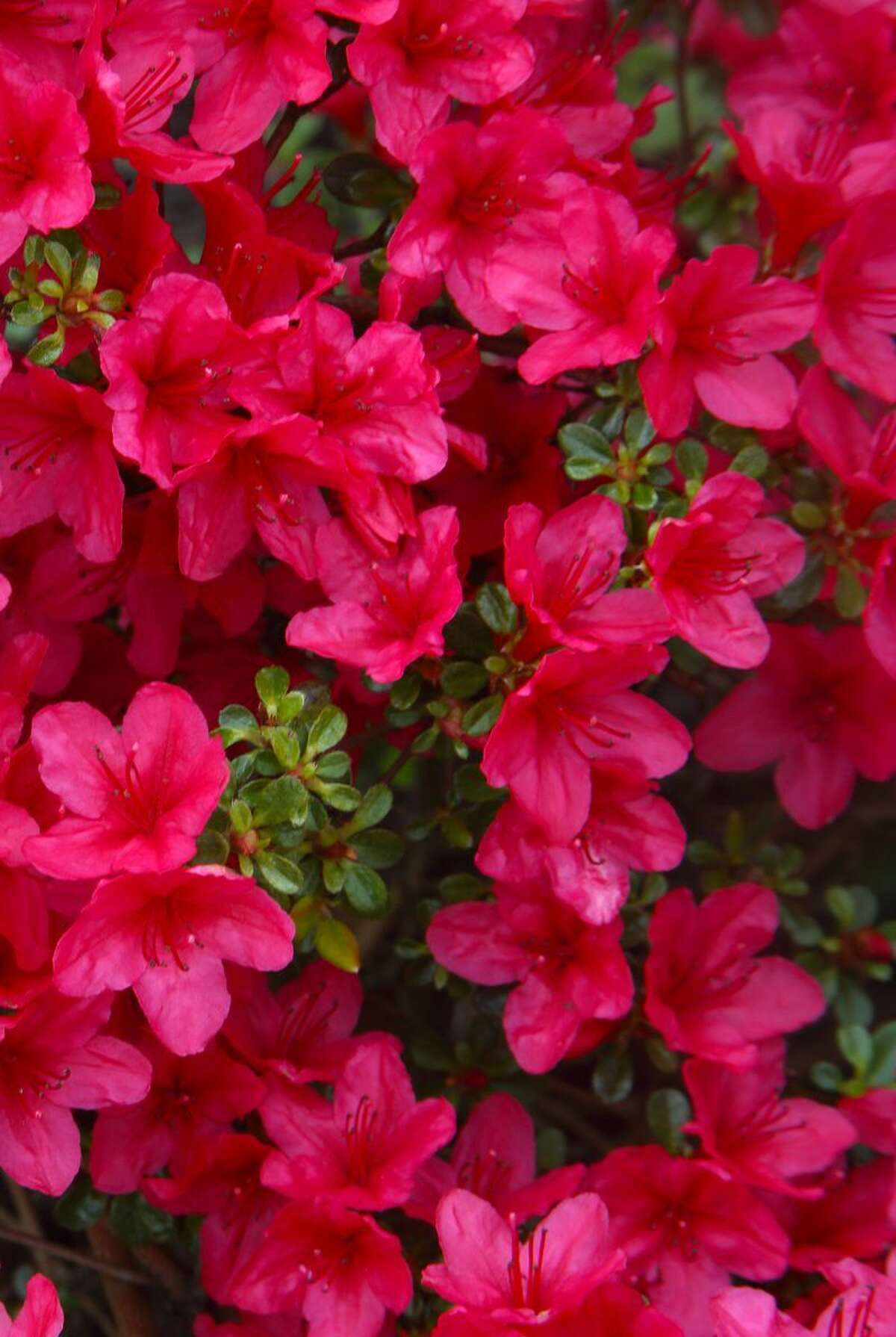 Inspired to plant your own azaleas?