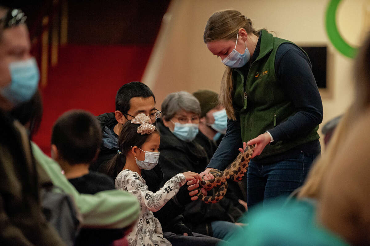 Lindsey Harrell, interpretive naturalist with the Chippewa Nature Center, lets Saginaw resident Stella Zou, 7, pet a western fox snake on Feb. 26, 2022 at the Midland Center For the Arts. This was part of an event call Snakes Alive, in a partnership with the centers.