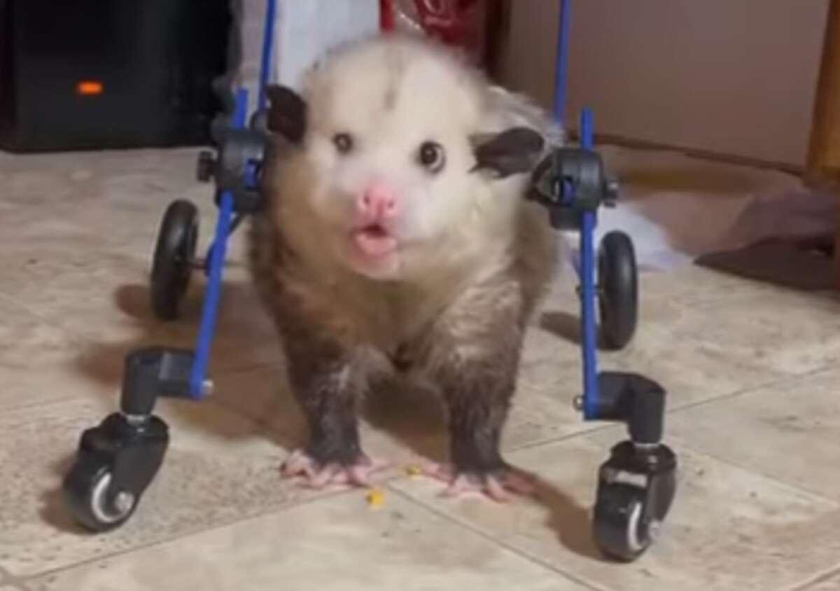 Disabled opossum in Kentucky learns to walk again thanks to custom