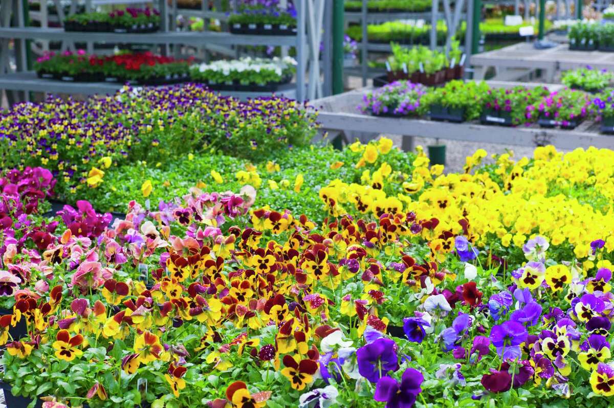 Retail prices at plant nurseries are up about 30 percent over last year, according to David Rodriguez with the Texas A&M AgriLife Extension Service in College Station.