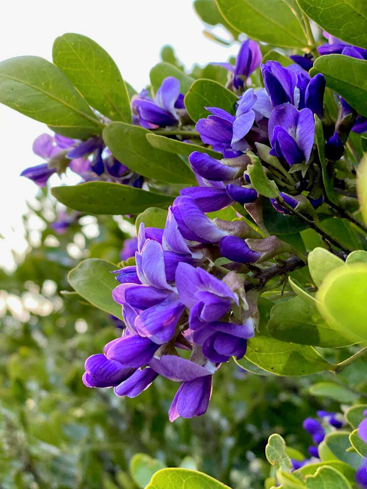 Redbuds, Texas mountain laurels and cemetery iris are blooming now in