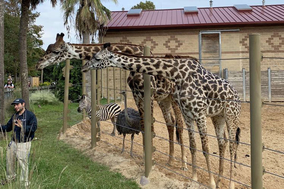 Žirafa eksponuojama Hiustono zoologijos sode.