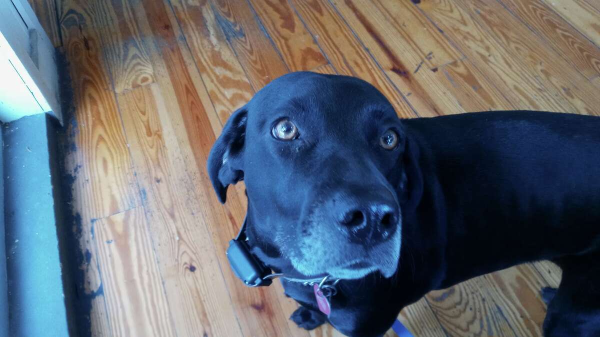 Jolene is a service animal who helps Bryan Miller live with post-traumatic stress and general anxiety disorders. Jolene is a service animal who helps Bryan Miller live with post-traumatic stress and general anxiety disorders.