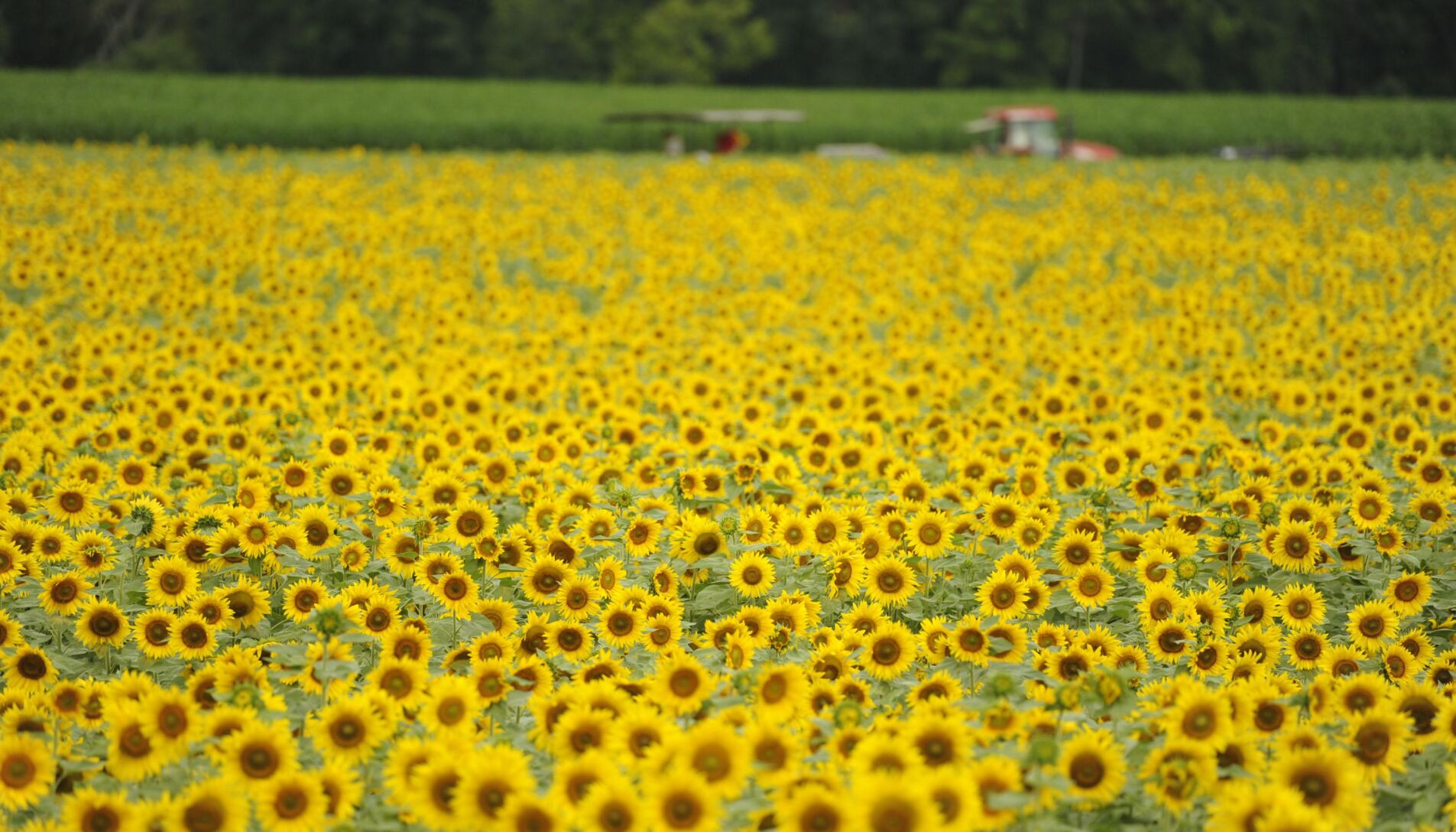 Sunflowers CT farms spreading a little floral sunshine