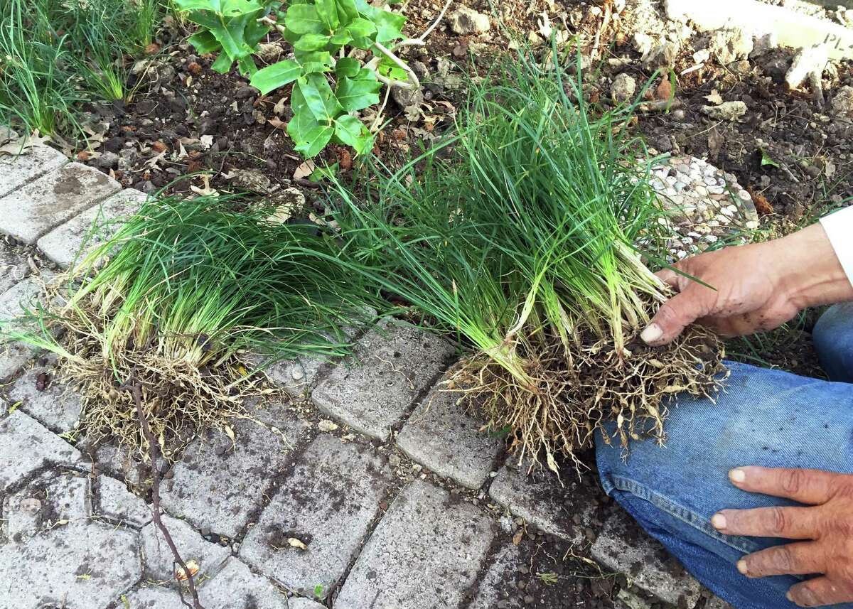 You can divide beds of mondograss anytime of year. Dig it up and break it into clumps the size of tennis balls and space them 8 inches apart checkerboard-style through the bed.