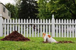 How to stop a dog from digging and escaping the yard