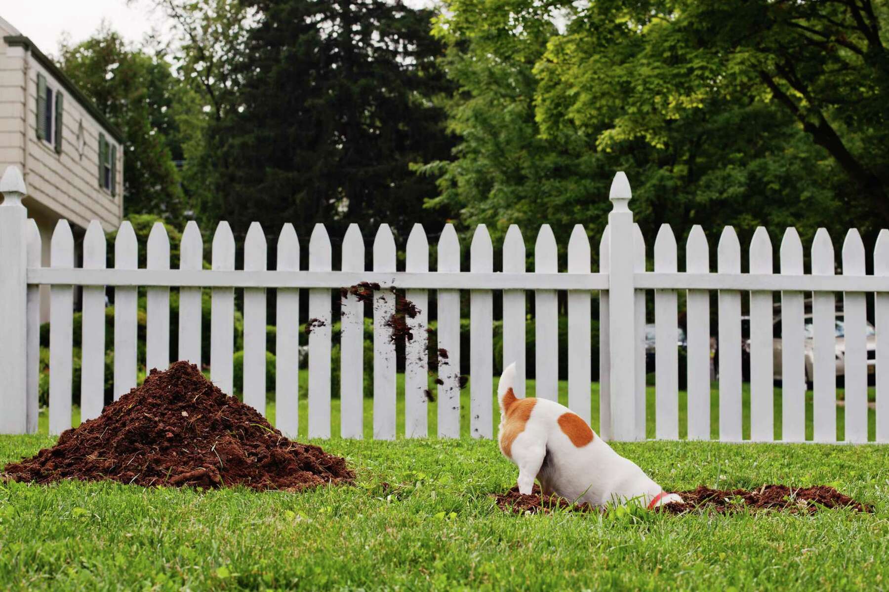 How To Stop My Dog From Digging Under Fence