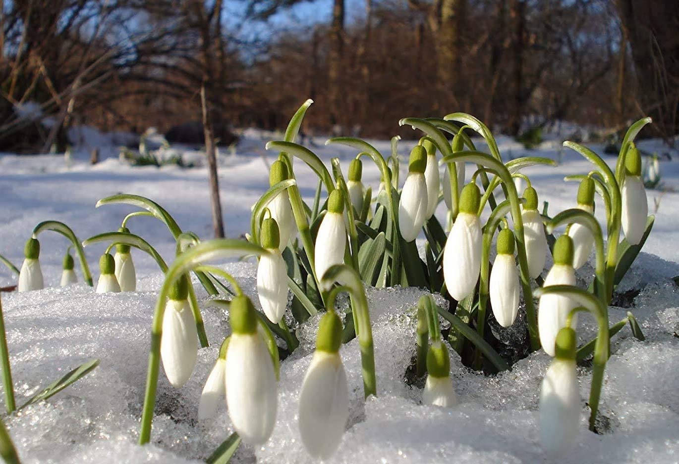 5 winter plants to spruce up your home garden