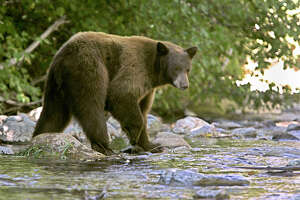 Tahoe residents discover 5 bears hibernating beneath home