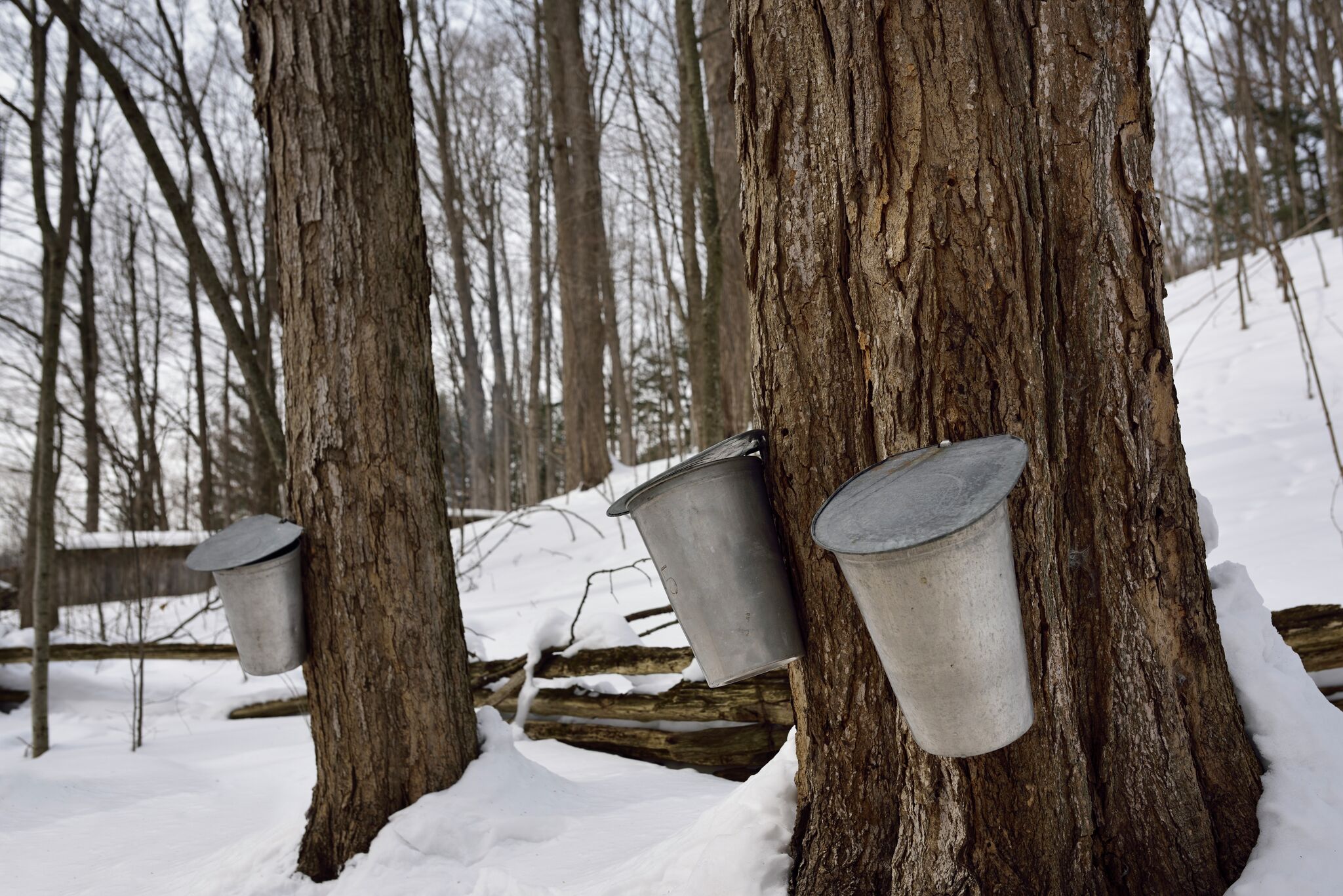 Michigan Farms Celebrate Maple Syrup Weekends 7871