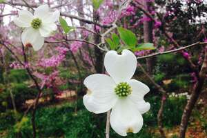 Your guide to 11 flowering trees found in Texas