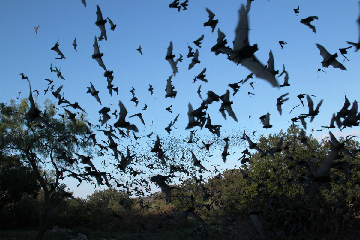 Mexican free-tailed bats flock to the Texas night sky for a night of bug-eating.