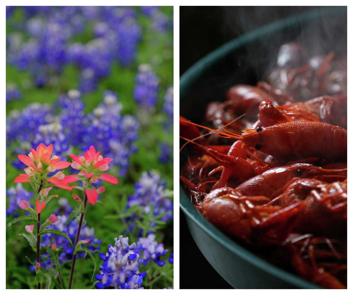 Bluebonnets, Indian paintbrush are crawfish are rites of spring in Houston.