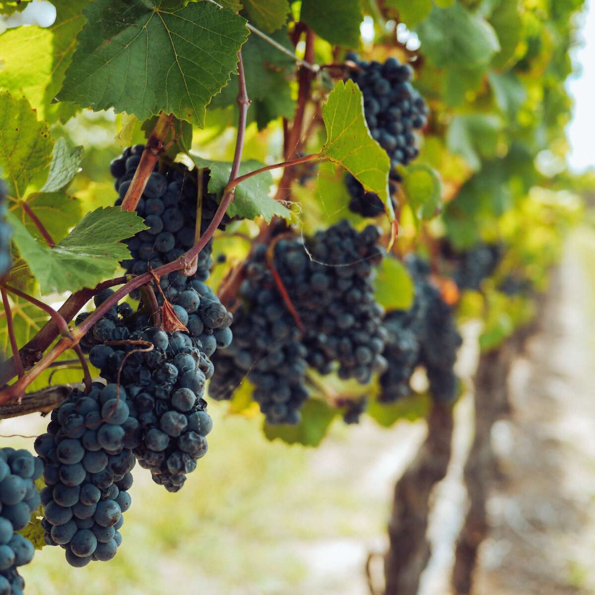 Over 20 Texas wineries will be showcased at the event.