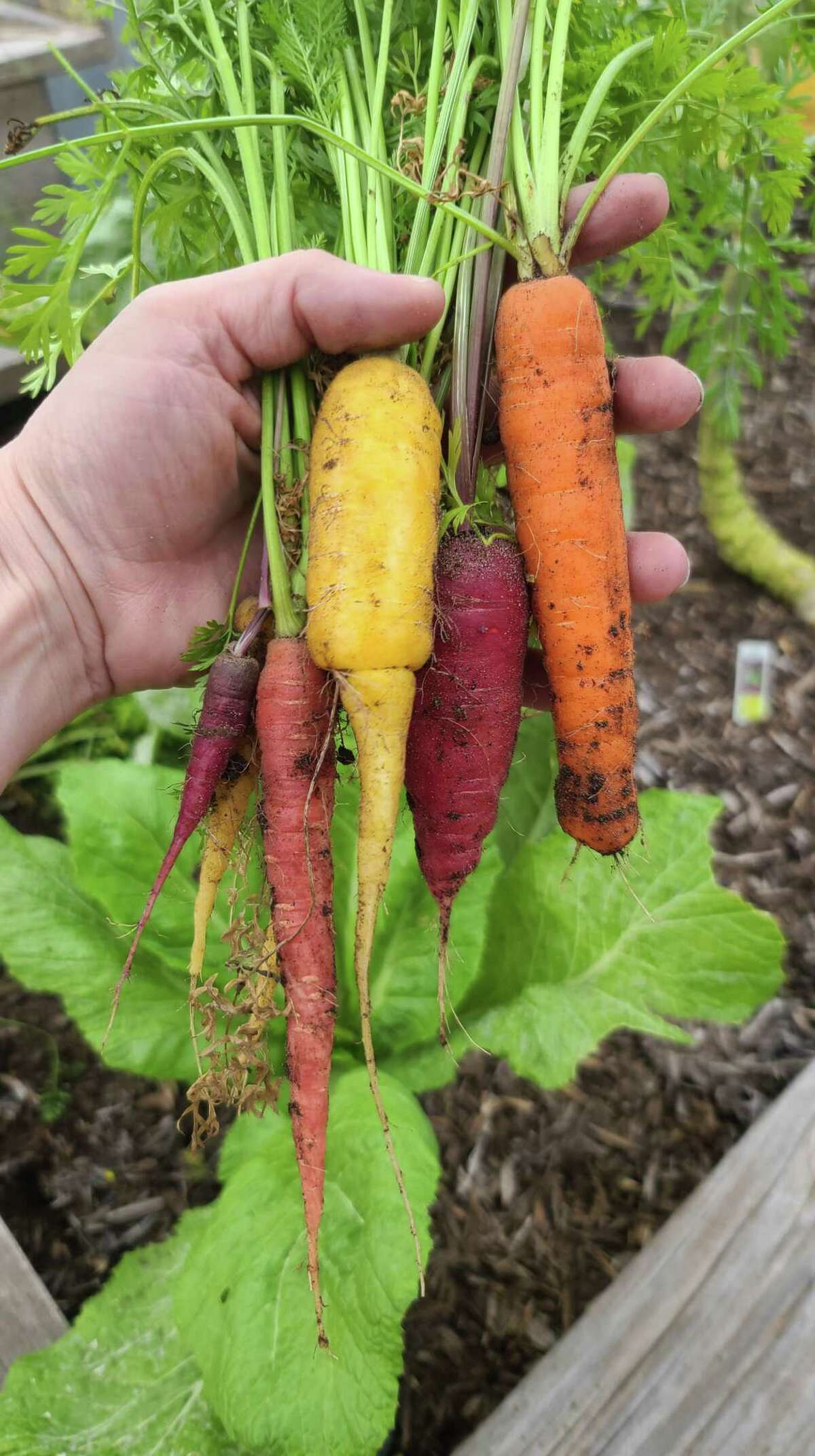 Last week’s carrot harvest will give way to the next season’s harvest. Remember to freeze the carrot greens to include in vegetable stock.