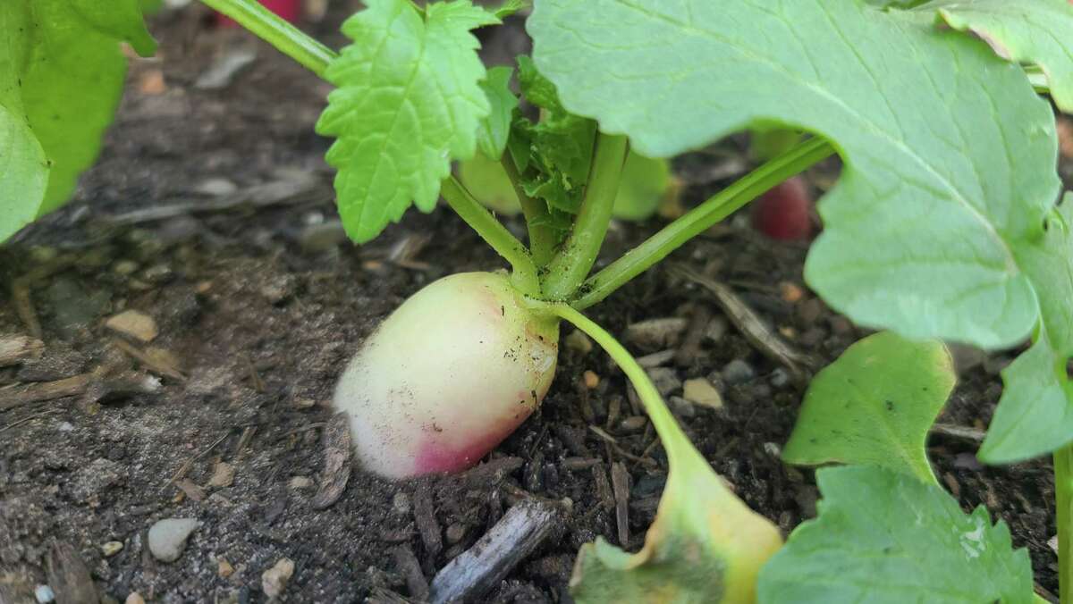 Radishes can be planted through the month of March in Harris County. The next planting time will be September.