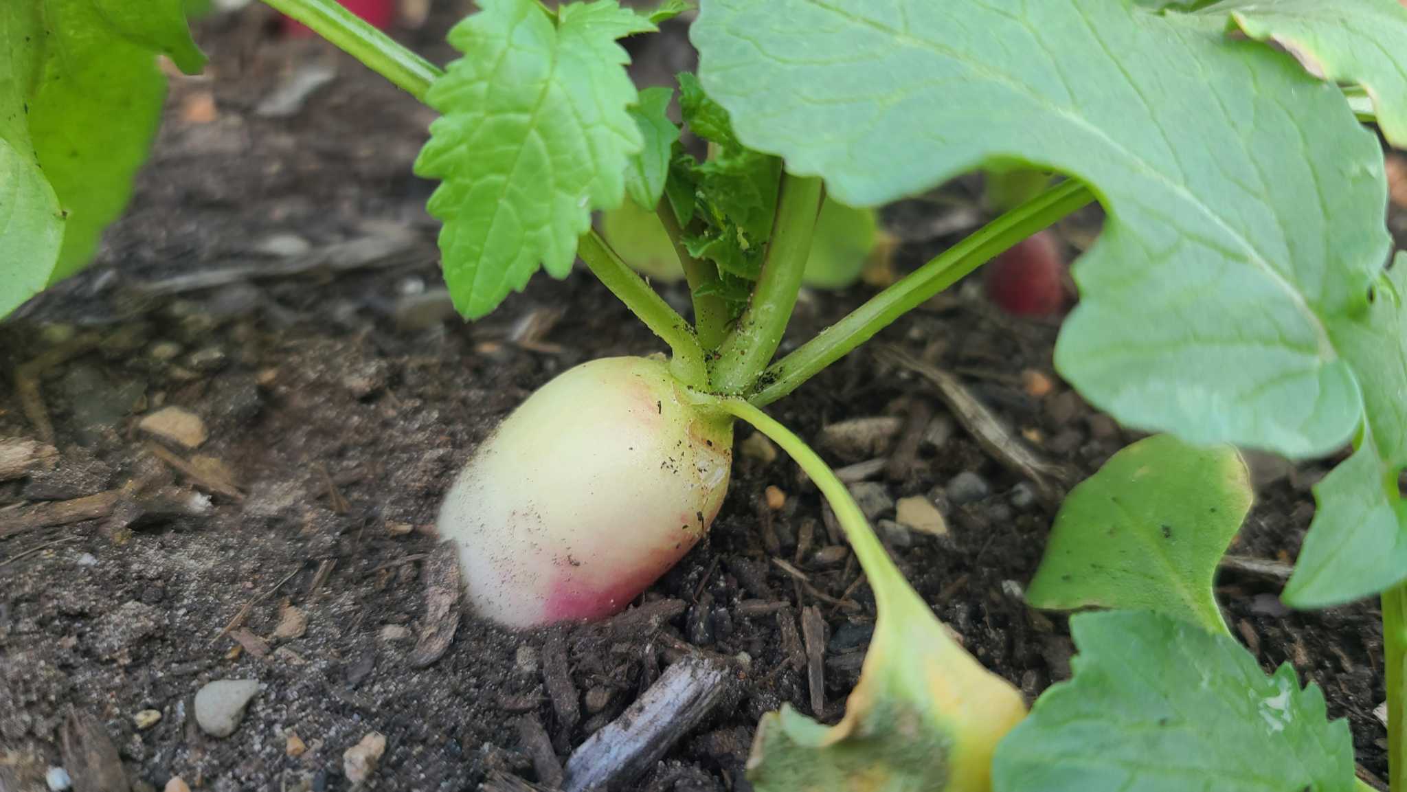 Houston gardeners get set for spring vegetable season