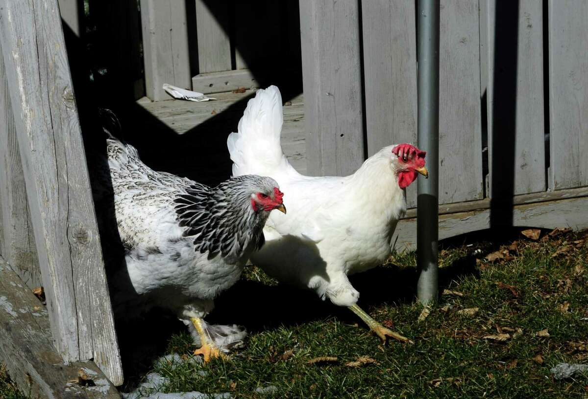 A backyard flock of pet chickens in New York’s Suffolk County were detected with the flu on Feb. 19, 2022. Following that discovery, some health experts in Connecticut expressed concerns with the strain being found so close to the state. Then, it was detected in wild ducks and in a non-commercial backyard flock in New London County in Connecticut.
