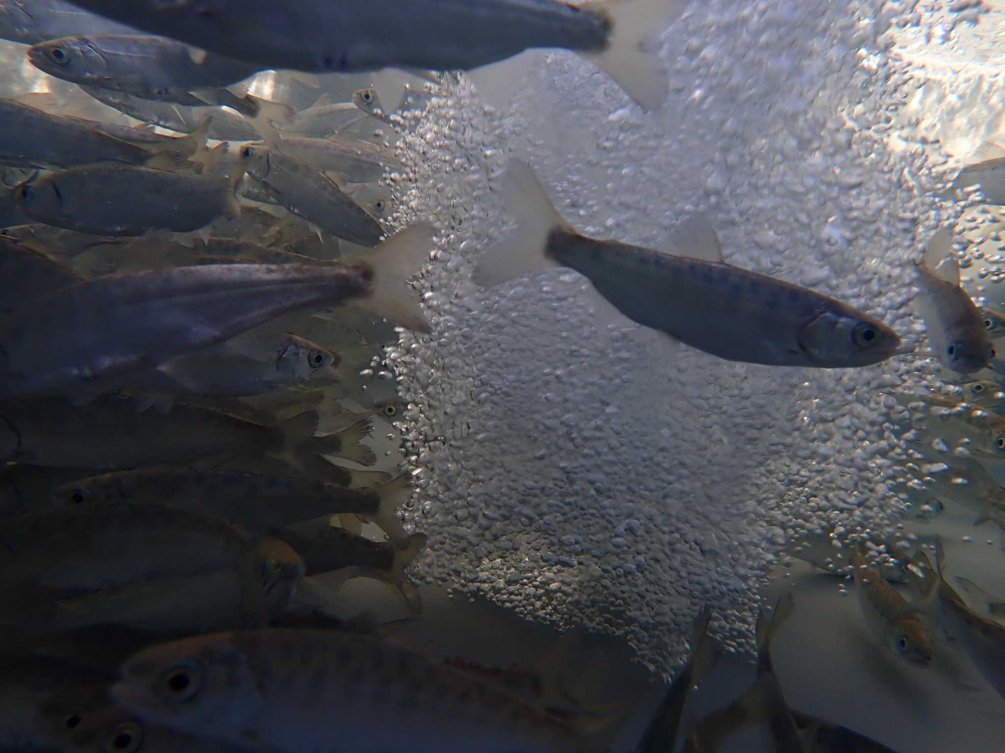 Drought is killing wild salmon. Wildlife managers hope an extra half-million babies can help - Vimarsana News