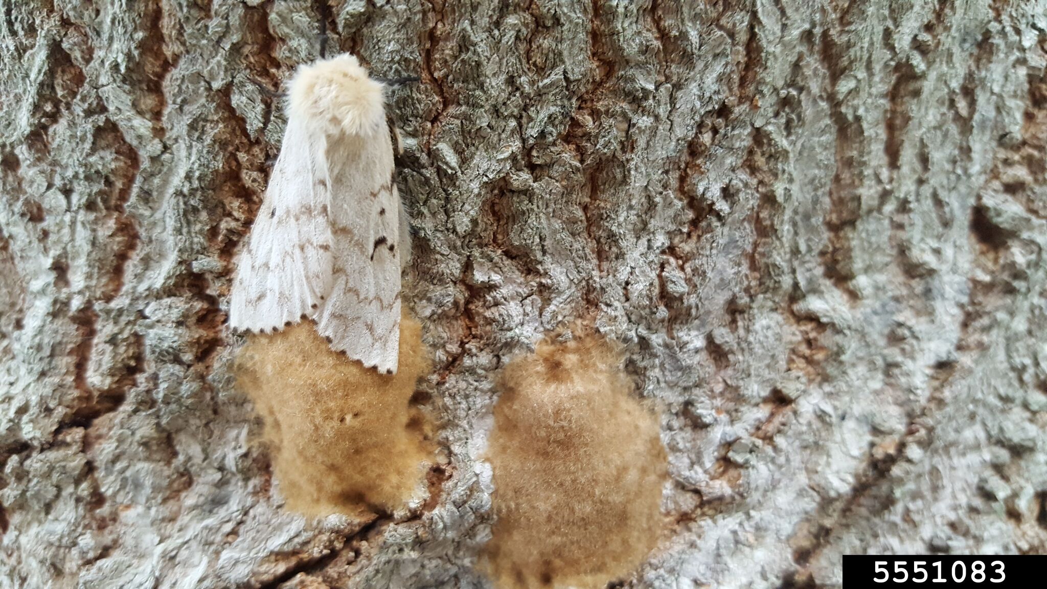 Annual spongy moth trapping to begin later this month