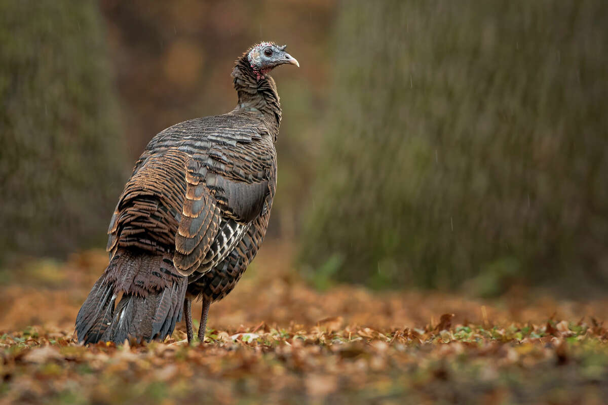 An unrelated stock photo of a wild turkey.