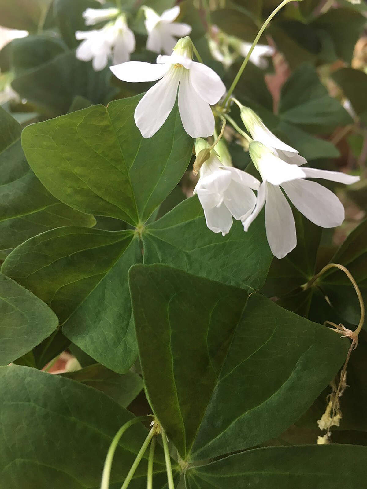 A shamrock plant (Oxalis regnellii) blooms in an indoor pot. The clover-shaped leaves of the plant are thought to bring good luck.