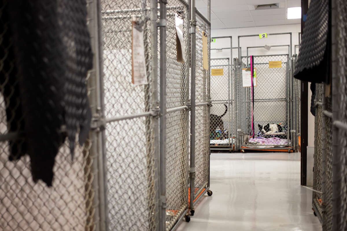 Midland Humane Society needs new forever home