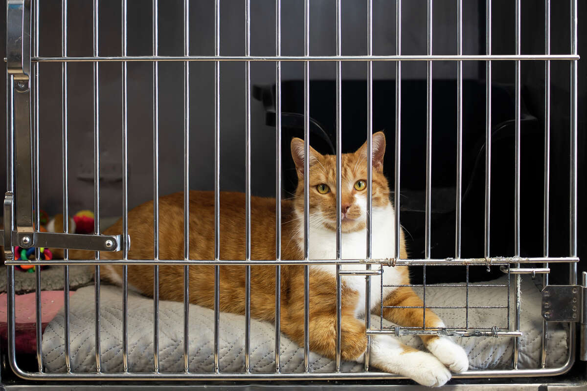 A 4-year-old cat named Mr. Hines relaxes in his enclosure Thursday, Feb. 24, 2022 at the Humane Society of Midland County on E. Ashman Street in Midland.