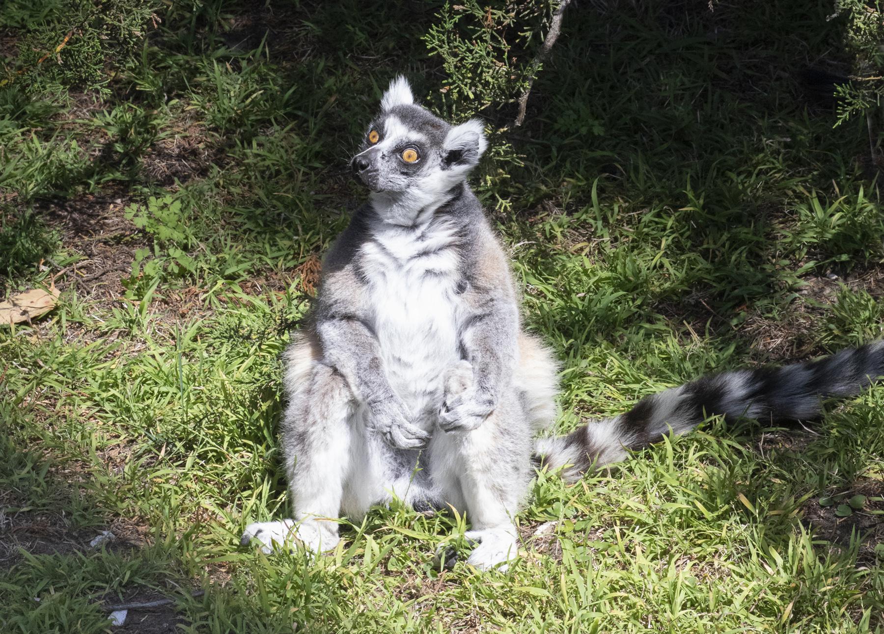 Maki, S.F. Zoo's ring-tailed lemur who survived 2020 kidnapping, has died at 22 - Vimarsana News