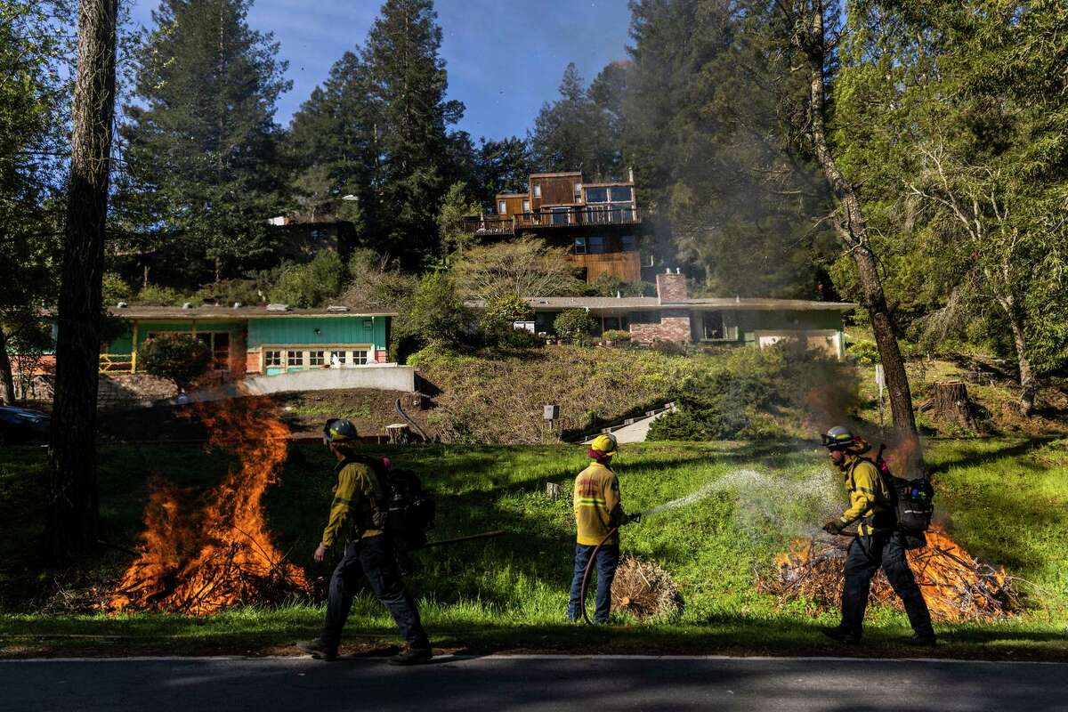 Drought, fires and beetles — California’s forests are dying. Is it too