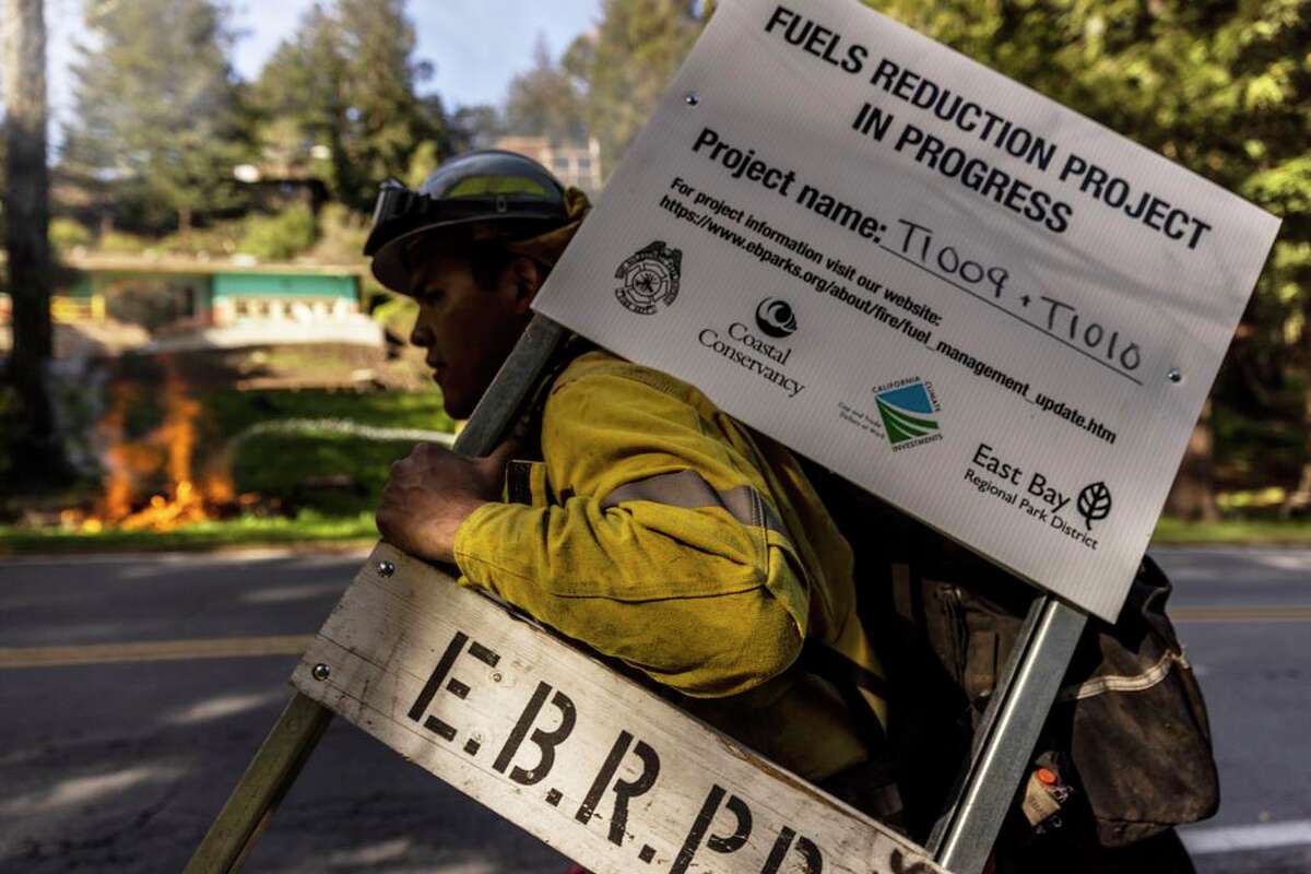 Drought, fires and beetles — California’s forests are dying. Is it too