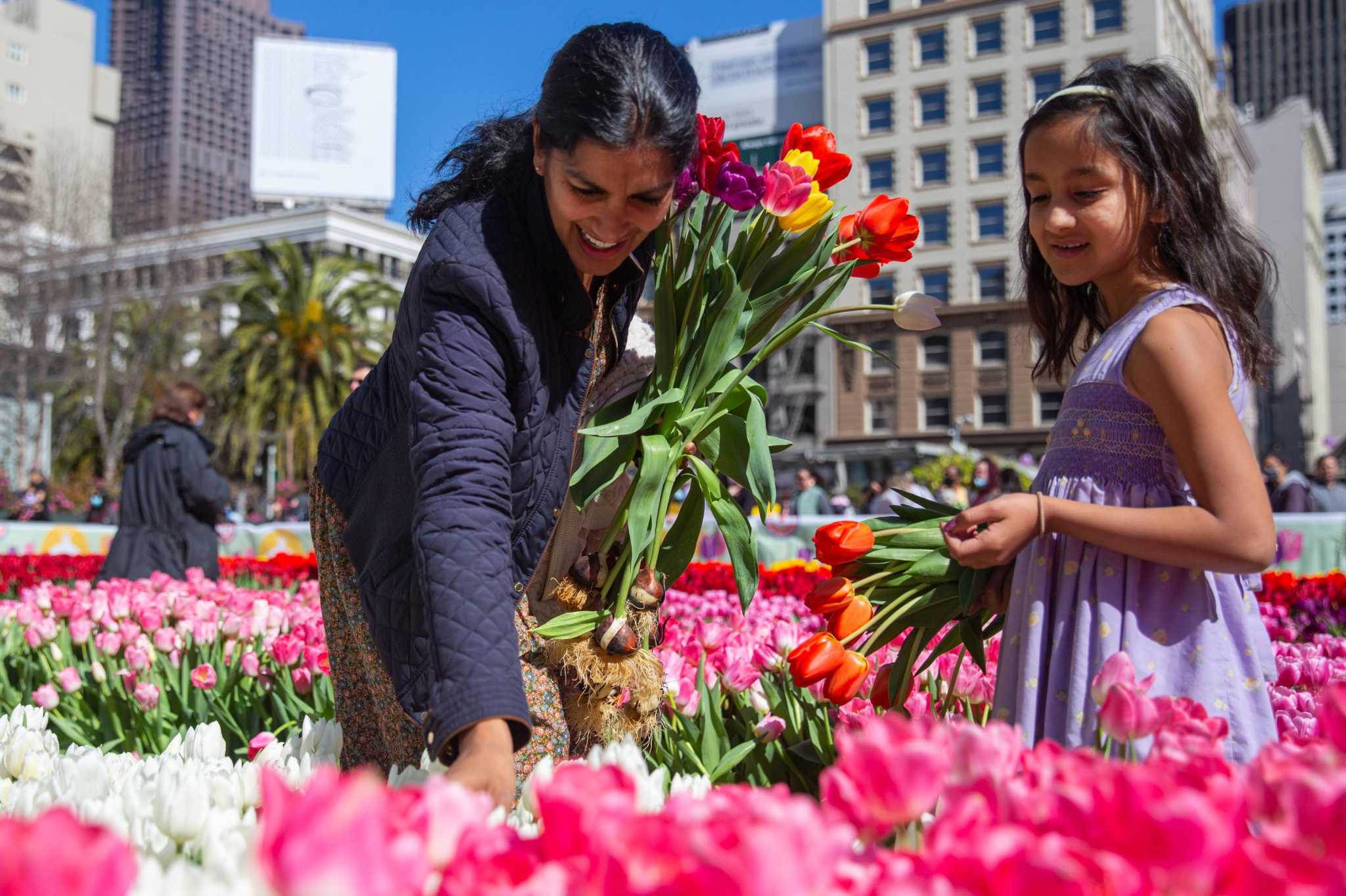 Free tulips draw thousands to S.F.’s Union Square