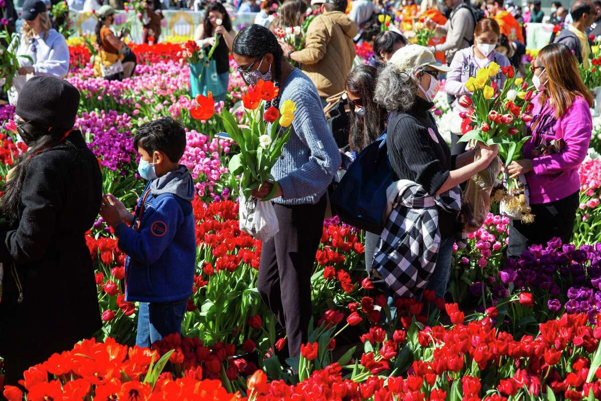 Visitors to San Francisco’s Union Square pick out tulips during Flower Bulb Day on March 5, 2022.