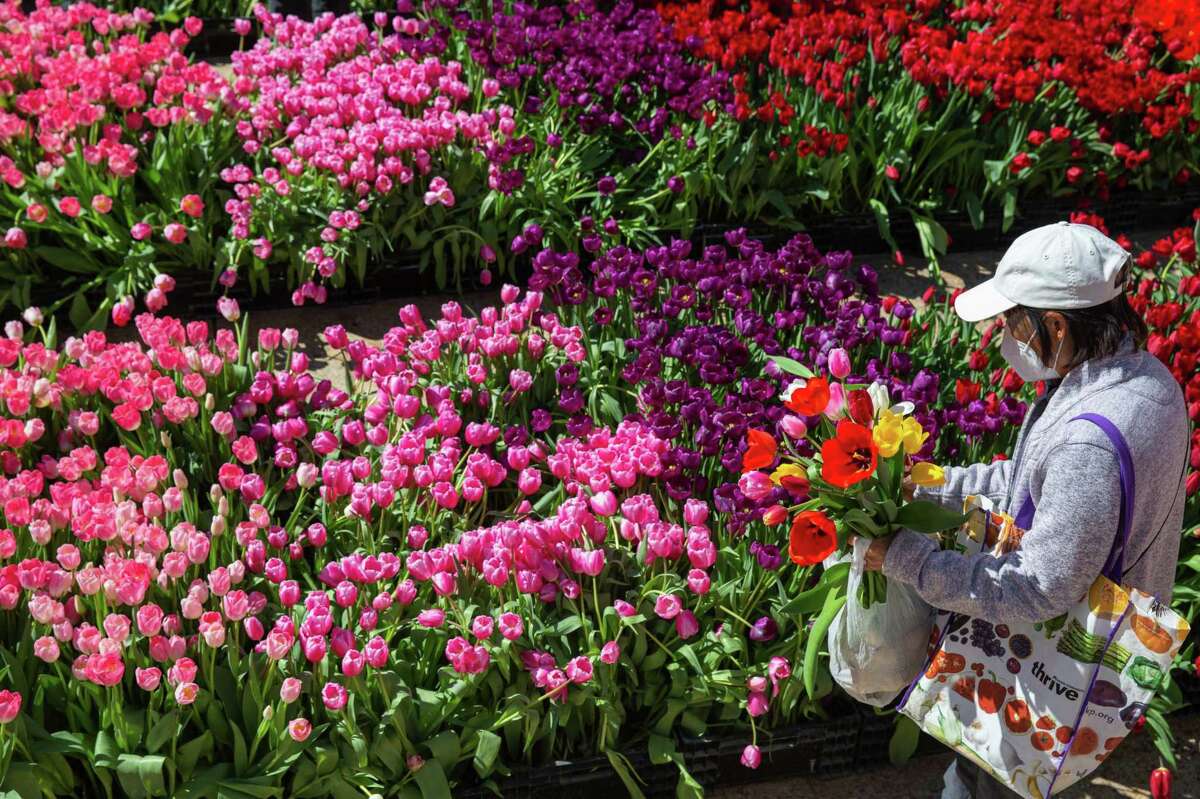 A visitor to San Francisco’s Union Square picks out tulips during Flower Bulb Day on March 5, 2022.