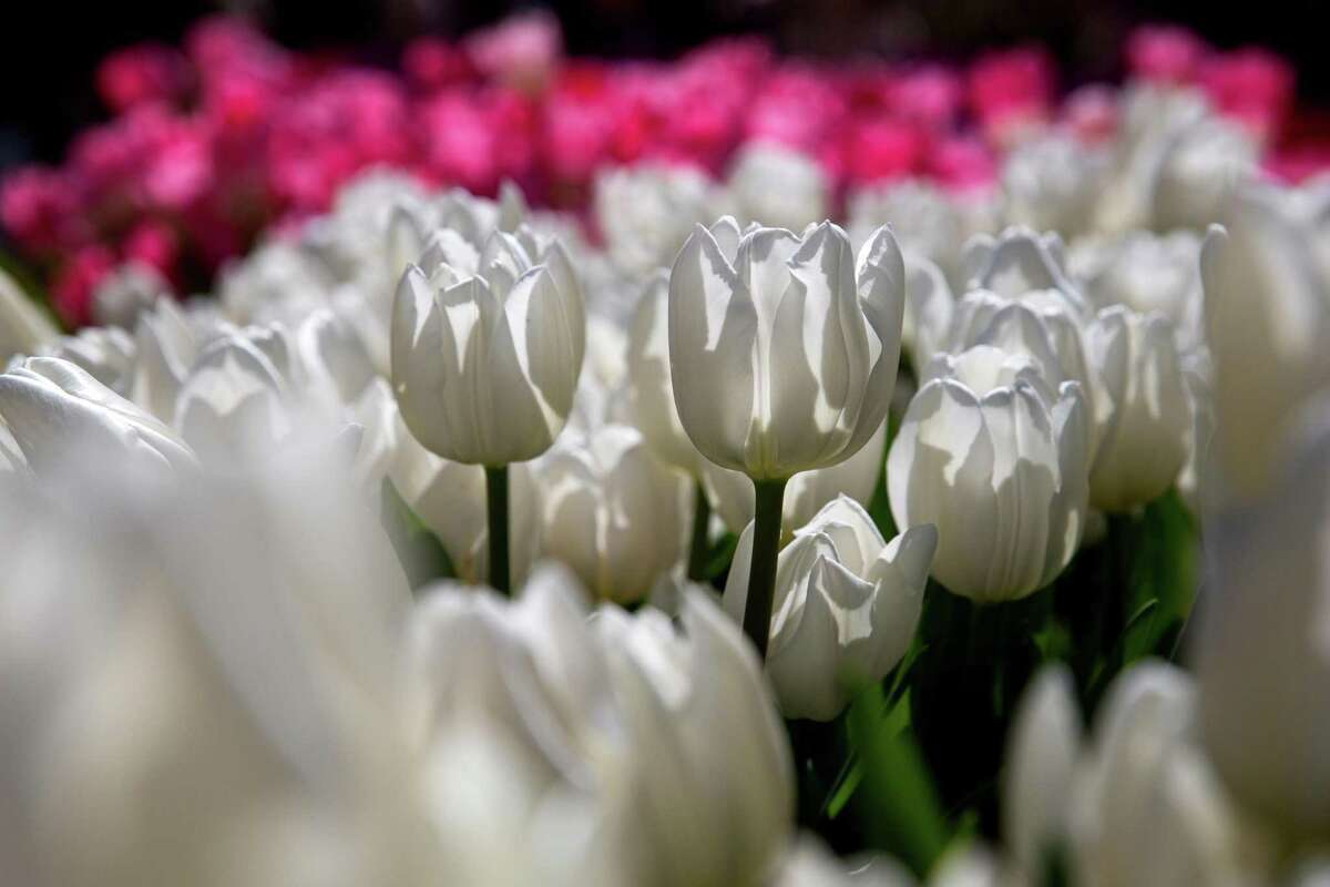 Free tulips draw thousands to S.F.’s Union Square