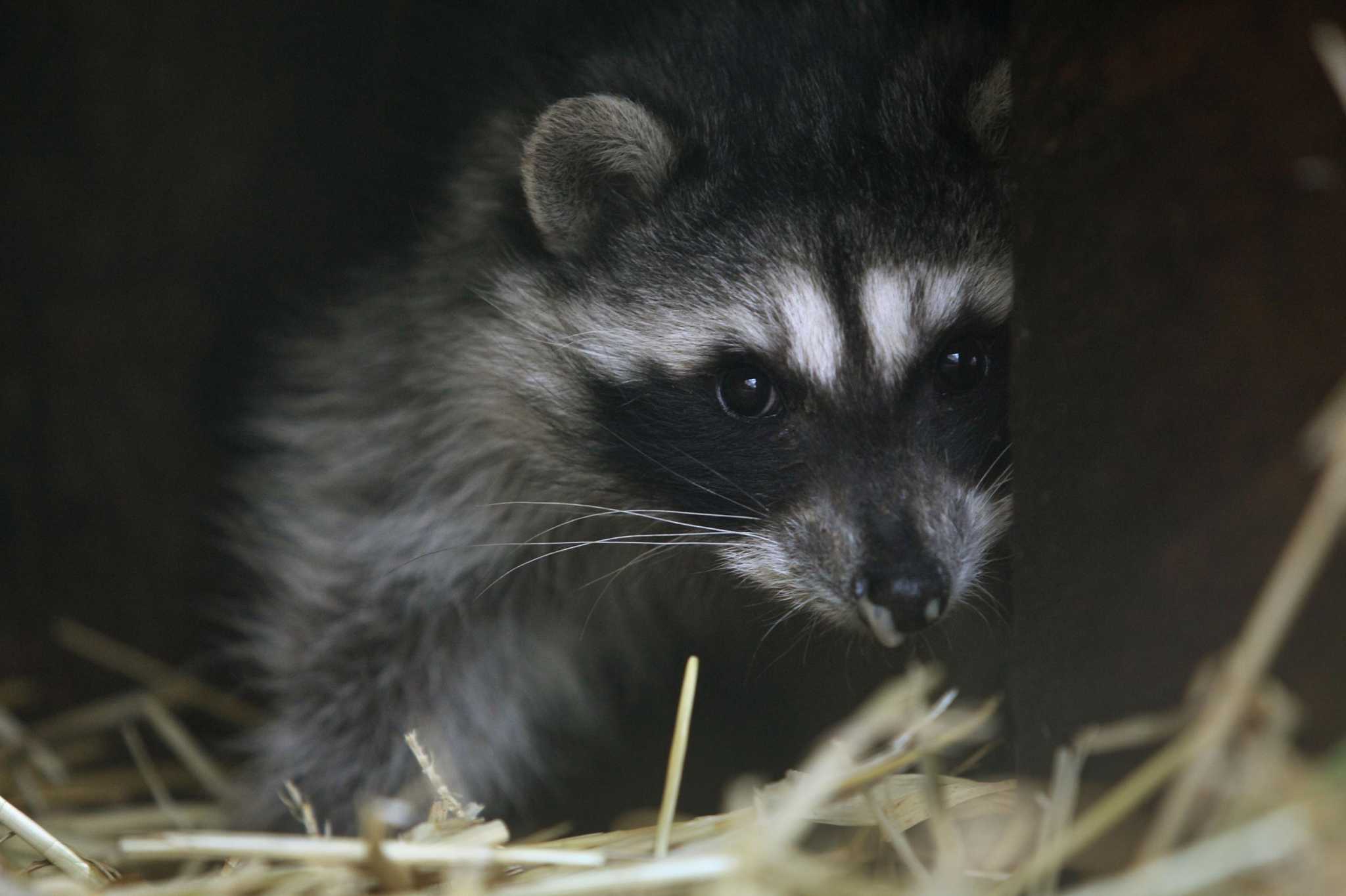 Distemper outbreak may be striking Bay Area wildlife, officials warn - Vimarsana News