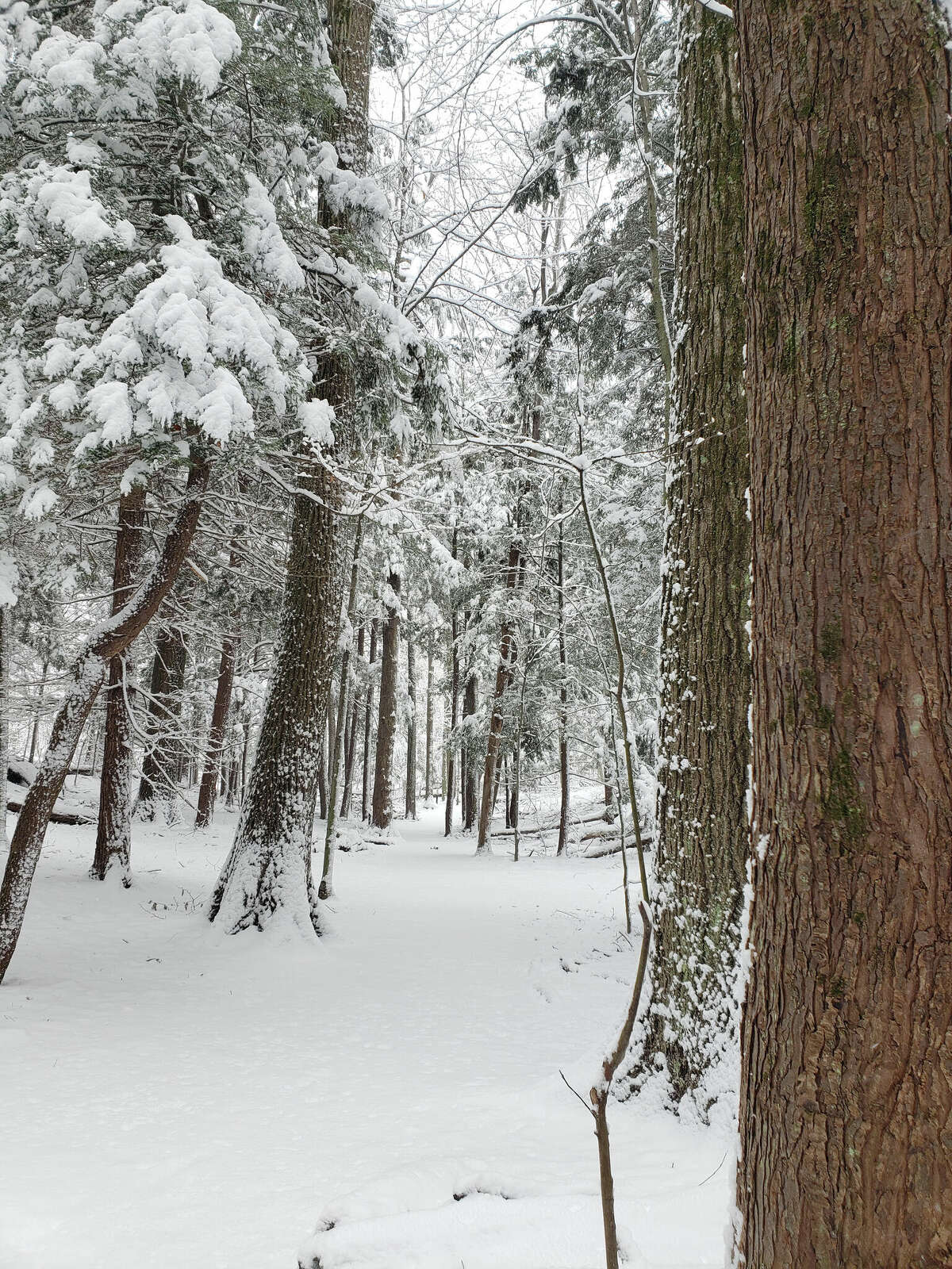 The Beech-Hemlock Nature Trail area had a fresh coat of snowfall for outdoor enthusiasts during a winter weather advisory. 