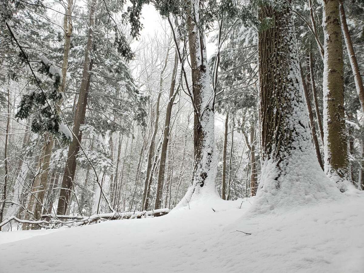 Manistee was had about 4 inches inches of snow on Monday morning leaving places like the Beech-Hemlock Nature Trail in Manistee open for winter activities like snowshoeing.