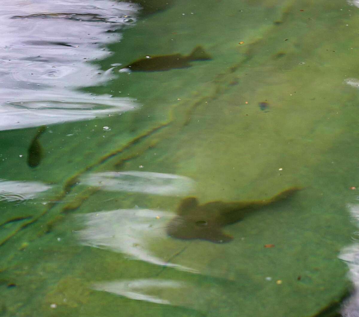 The gilled menace San Marcos researchers try to stop invasive suckermouth catfish