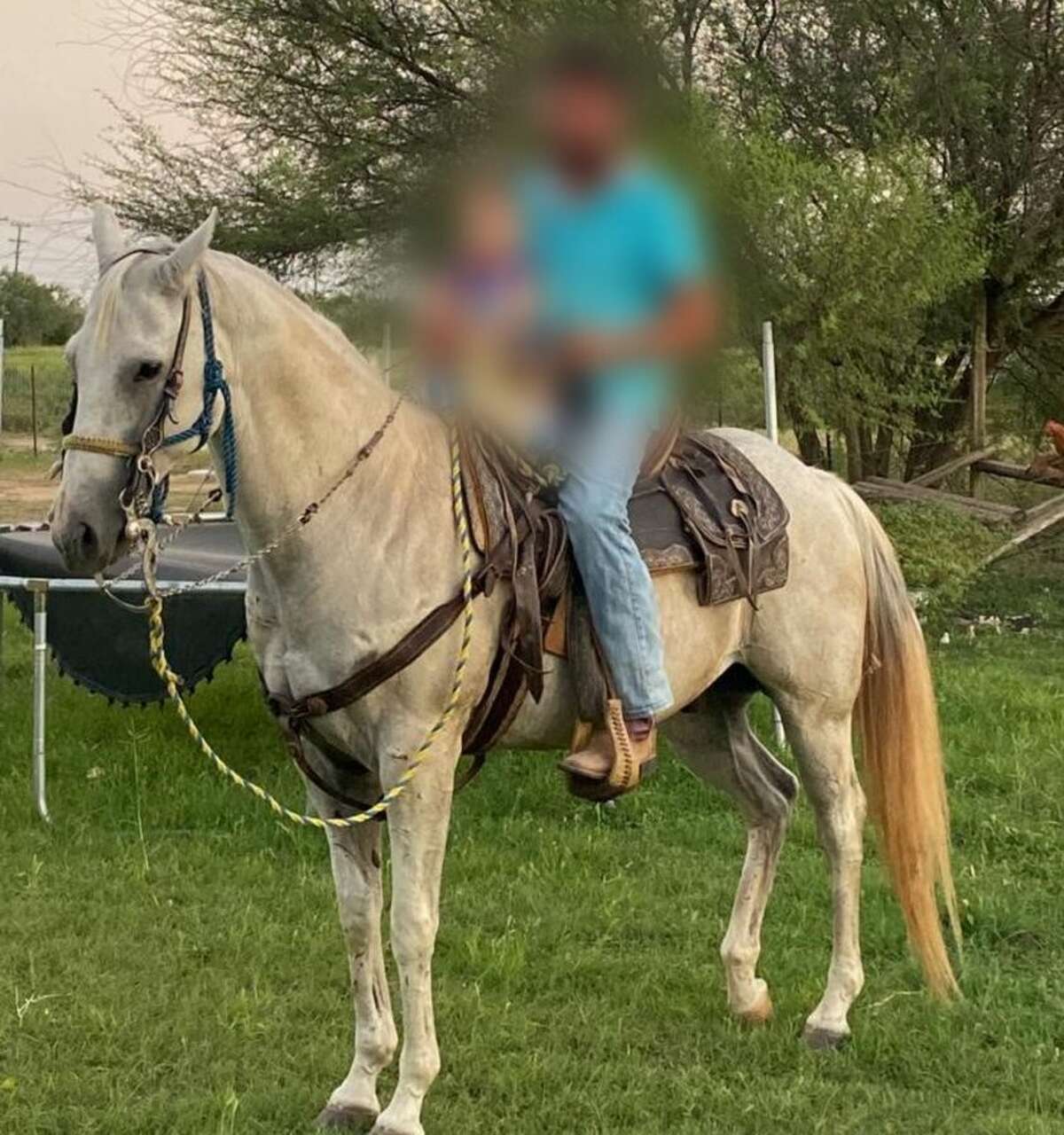 Investigators with the Bexar County Sheriff’s Office are looking for the person or persons responsible for shooting and killing Conejo, the horse, in the southeastern portion of the county in January. 